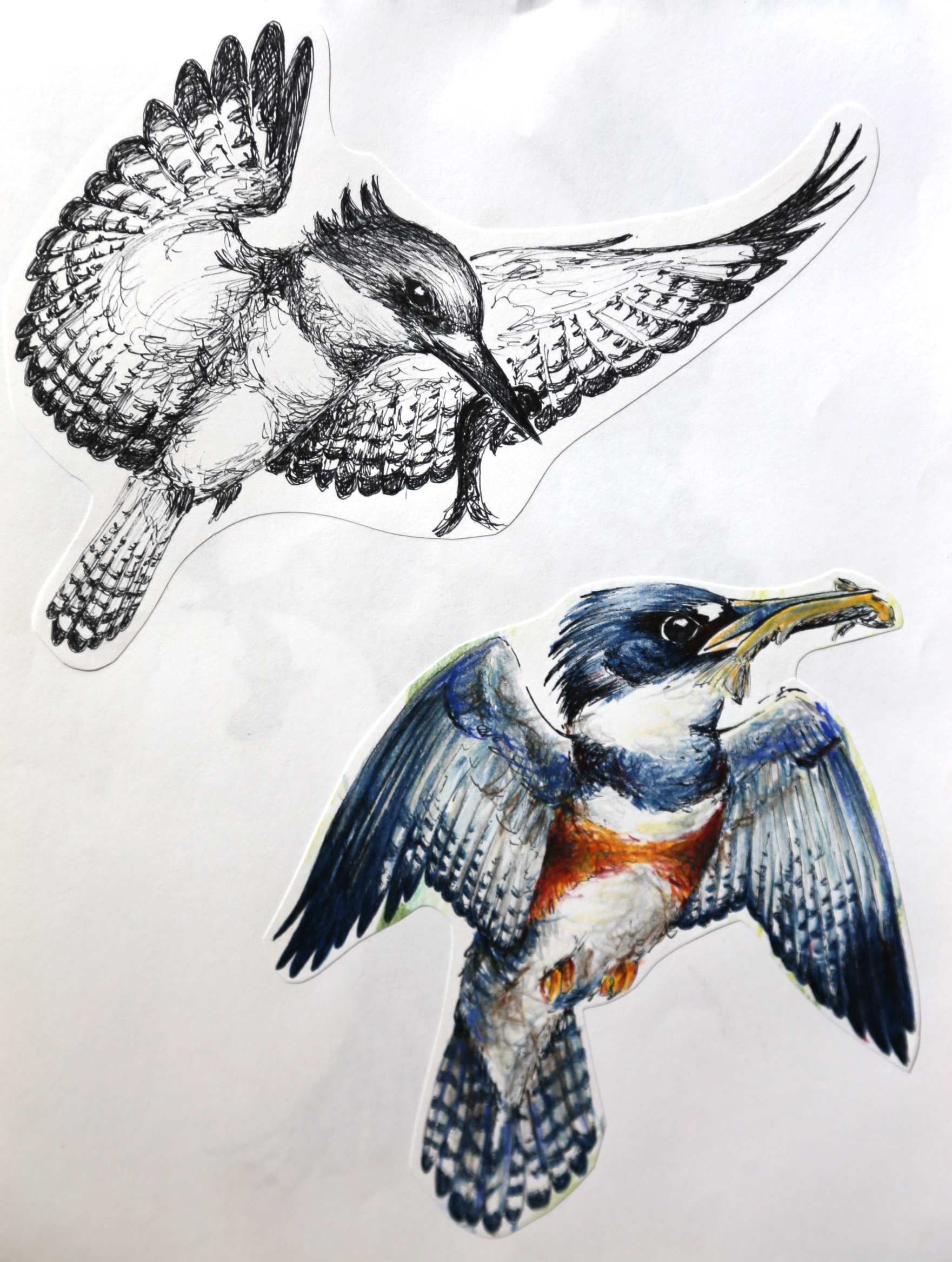 Belted Kingfisher | heART murmuration